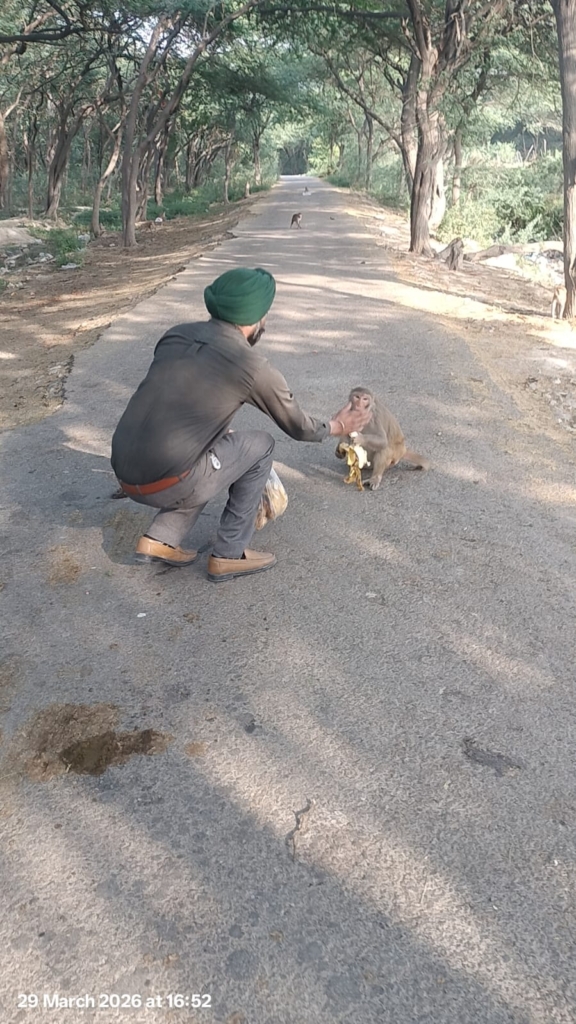 कुंजपुरा के जंगल मे वानर सेना के भोजन की व्यवस्था